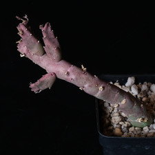 Stapelia flavopurpurea 3.25 for sale  Windsor