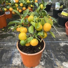 Citrus orange calamondin for sale  HELSTON