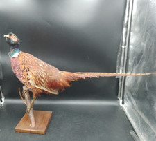 Taxidermie beau faisan d'occasion  Saint-Etienne