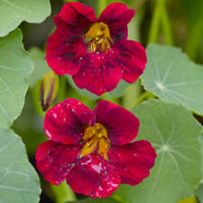 Graines tropaeolum nanum d'occasion  Sabres