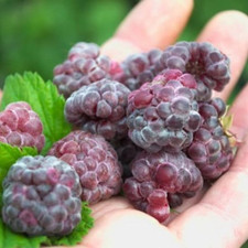 everbearing raspberry plants for sale everbearing raspberry plants for sale Denver
