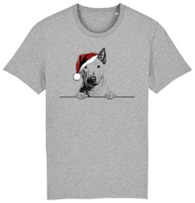 Pitbull terrier christmas for sale Pitbull terrier christmas for sale  PONTYPRIDD