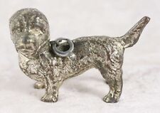 dandie dinmont terrier for sale dandie dinmont terrier for sale CAMELFORD