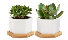 Inch succulent pots for sale  Clarks Summit