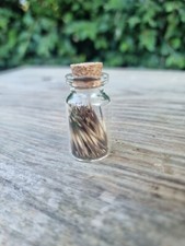 Hedgehog spines miniature for sale  HULL