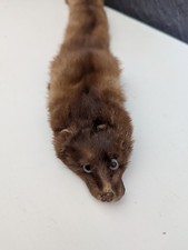 Mink for sale  CARLUKE