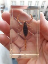 Résine inclusion insecte d'occasion  Le Plessis-Trévise
