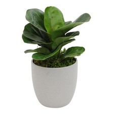 Fiddle leaf fig for sale  Chicago