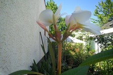 Plumeria pflanze frangipani gebraucht kaufen  Einhausen