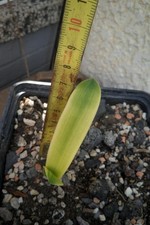 Clivia klivie clivie gebraucht kaufen  Einhausen