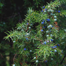 Juniperus communis ginepro usato  Napoli
