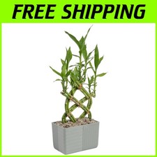 Lucky bamboo plant for sale  Gloucester City