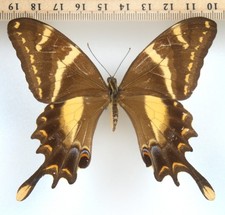 papilio gebraucht kaufen  Mudersbach