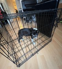 Hundebox transportbox hundekä gebraucht kaufen  Speyer