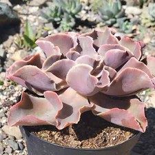 Echeveria violacina for sale  Fresno