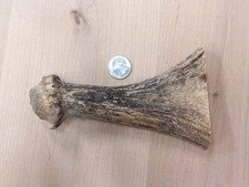 Natural real moose for sale  USA