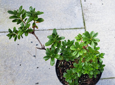 Plant rare rhododendron for sale  CHIPPENHAM