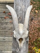 Goat skull biology for sale  Graysville