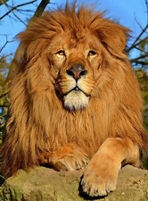 African lion 8x10 for sale  Diamond Bar