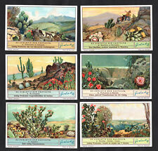 Evolution cacti types for sale  BRIDPORT