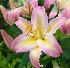 Lilium captain tricolor for sale  PRESTON