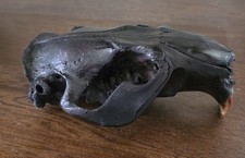 Prehistoric beaver castor for sale  Hudson