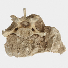 Fossil sinterplatte halswirbel gebraucht kaufen  Lorsch