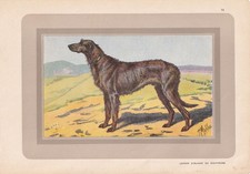 1931 irish wolfhound for sale  BIDEFORD