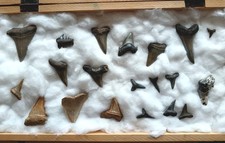 Belgian fossil shark usato  Due Carrare