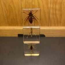 Three insects resin for sale  San Antonio