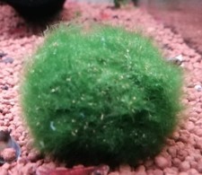Marimo cladophora cladophore usato  Monteroni di Lecce