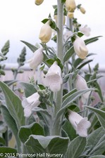 Plug plants digitalis for sale  BANBRIDGE