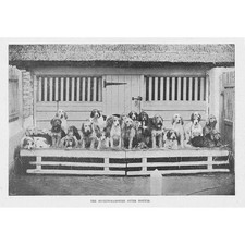 Dogs buckinghamshire otter for sale  GLASGOW