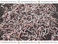 Small fishing worms for sale  YORK