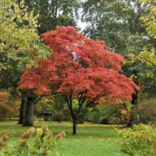 Acer palmatum osakazuki for sale  SOUTHAMPTON