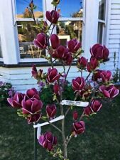 Genie magnolia hybrid for sale  Mobile