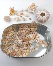 sea urchin shell for sale sea urchin shell for sale YORK