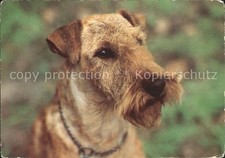 Cani irish terrier usato  Spedire a Italy