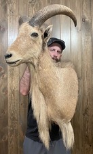 Beautiful vintage aoudad for sale  Port Matilda
