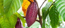 Organic premium fresh for sale  Palm Bay