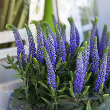 Samen blumenkübel ehrenpreis gebraucht kaufen  Calw