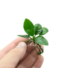Anubias nana aquarium for sale  Fontana