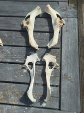 tibia for sale tibia for sale BLYTH
