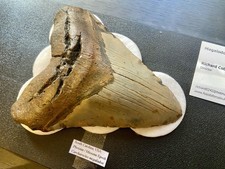 Massive megalodon tooth for sale  COWES