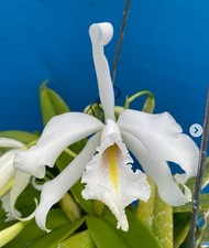 Cattleya maxima alba for sale  San Francisco