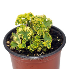 Pelargonium crispum sunburst for sale  Denver