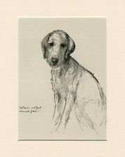Bedlington terrier sitting for sale  COLEFORD