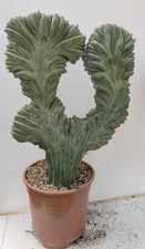 Myrtillocactus geometrizans cr usato  Brindisi