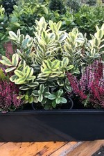 Herbst balkonkasten 40cm gebraucht kaufen Herbst balkonkasten 40cm gebraucht kaufen  Wesel