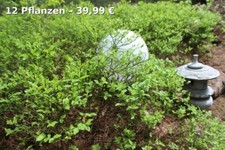 Heidelbeerpflanzen waldheidelb gebraucht kaufen  Bad Gottleuba-Berggießhübel